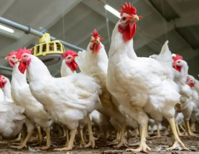 دجاج لاحم ابيض 1