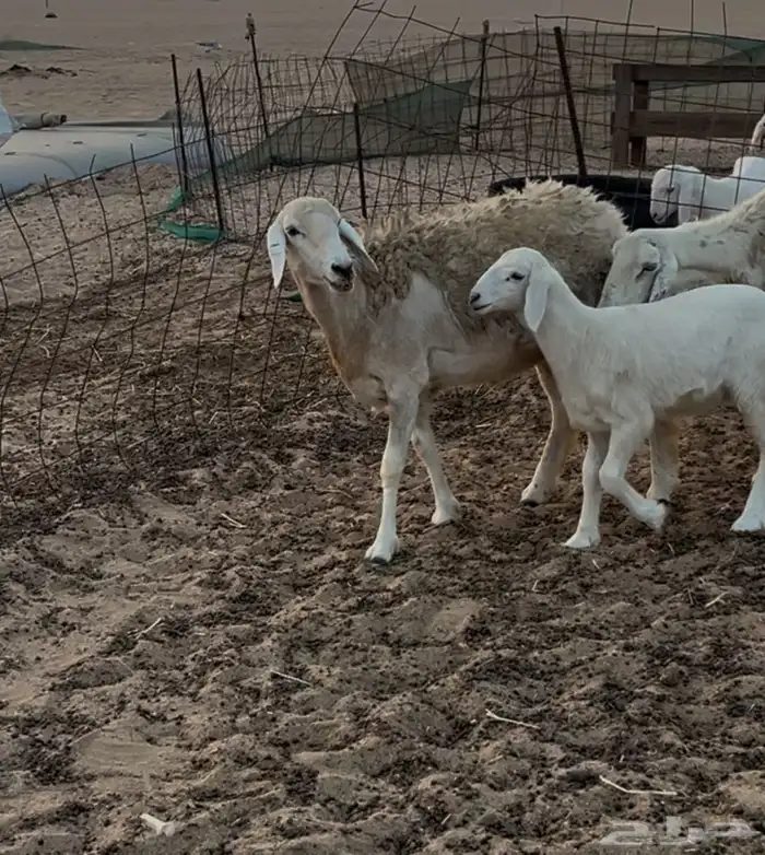 2 ولد رخل ثنية ونعجه 0