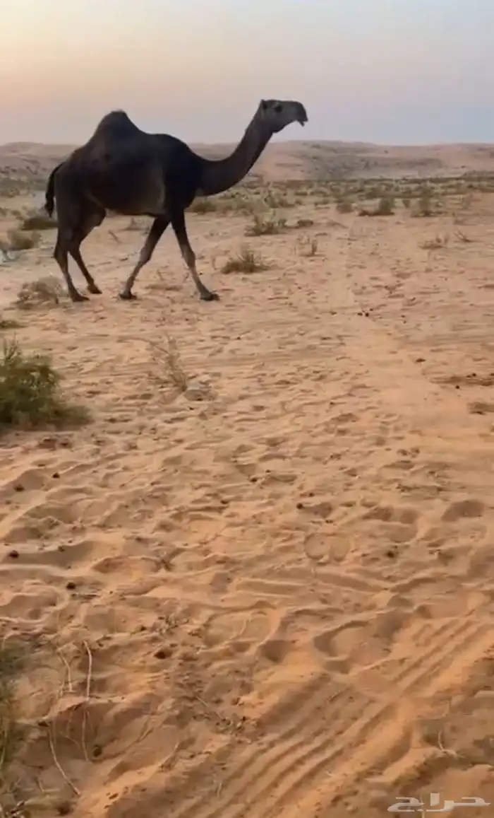 ثنو طيبه لقحه سليمه من العذاريب 0