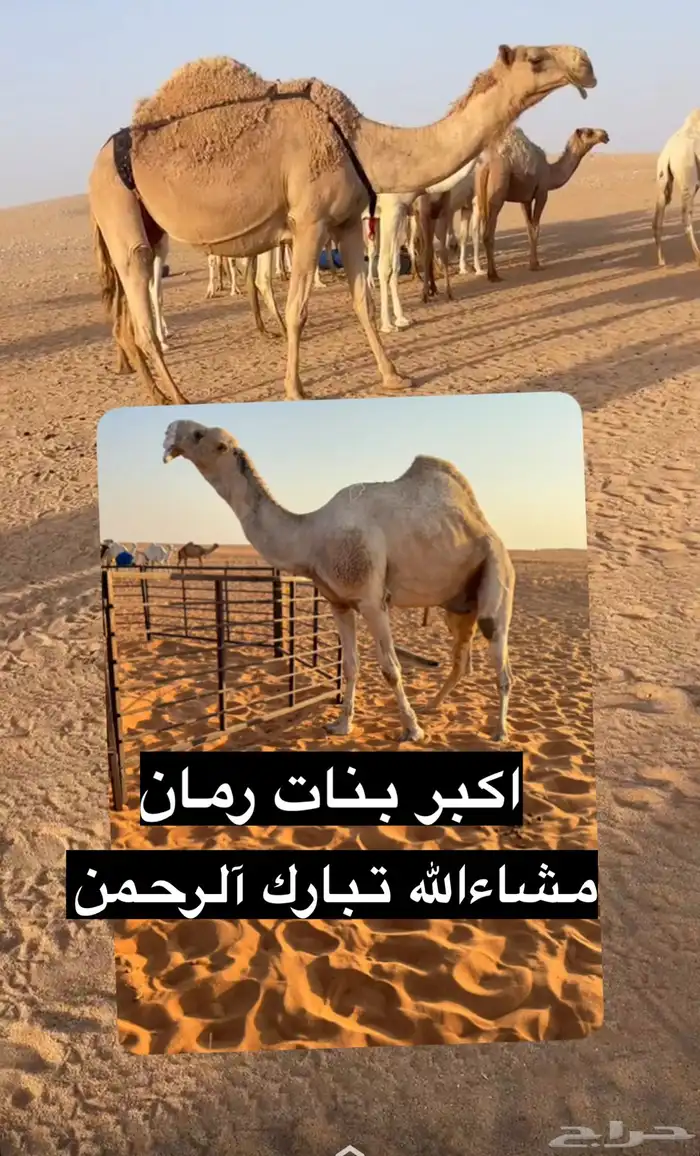 بعير منتج انتاج قوي وانتاجه موجود معه 4