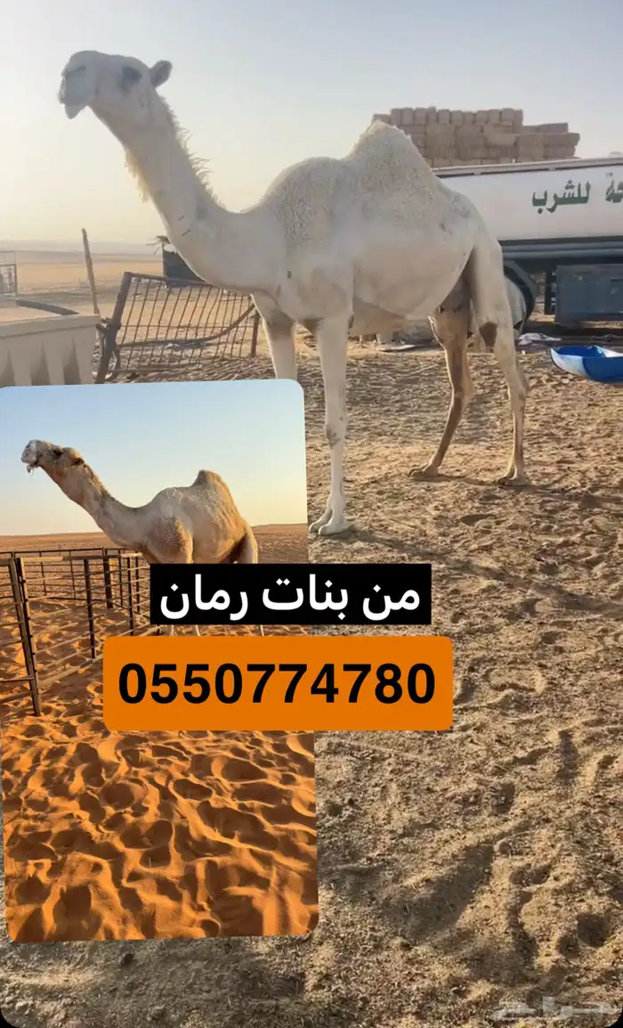 بعير منتج انتاج قوي وانتاجه موجود معه 5