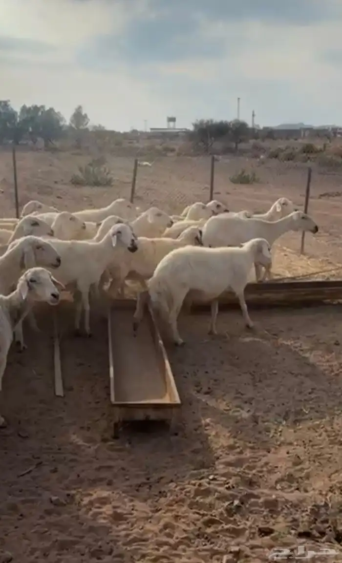 غنم حريات للبيع عدد 38 0