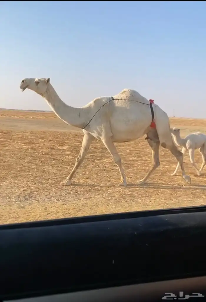 الخلفه المصغر الكفو 2