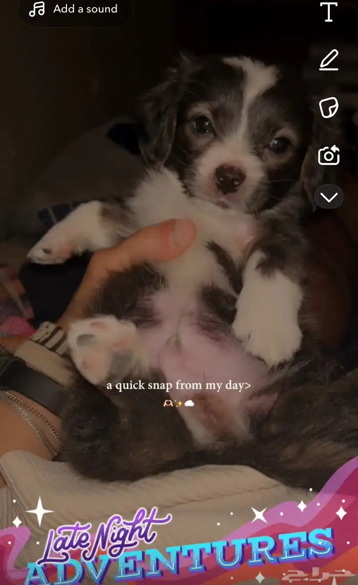 كلب شواوا مع فرنش 0