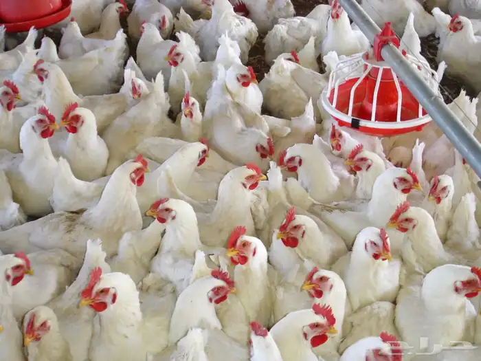 دجاج لاحم ابيض 0