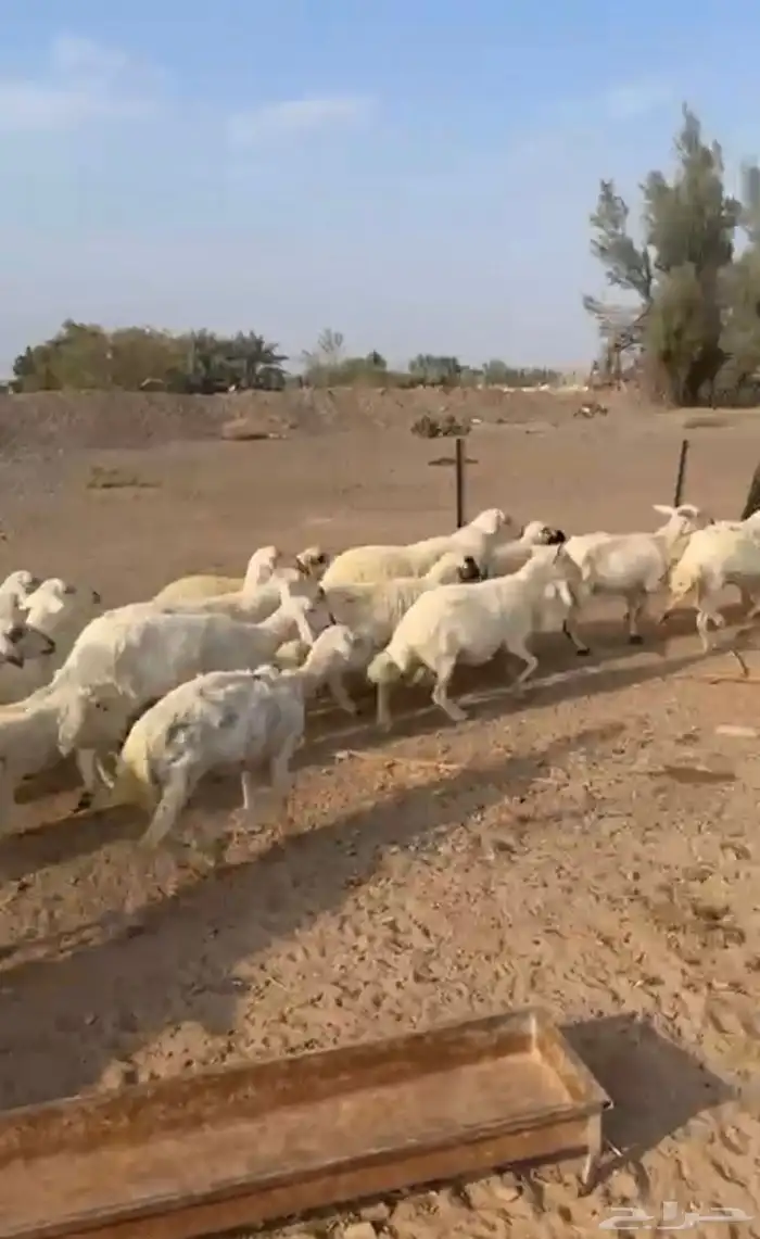 غنم حريات للبيع عدد 38 3