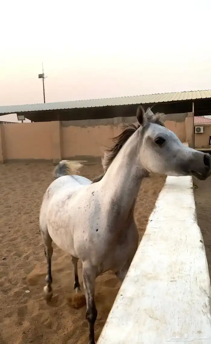 فرس لقاح 8 شهور تحتها مهره 3