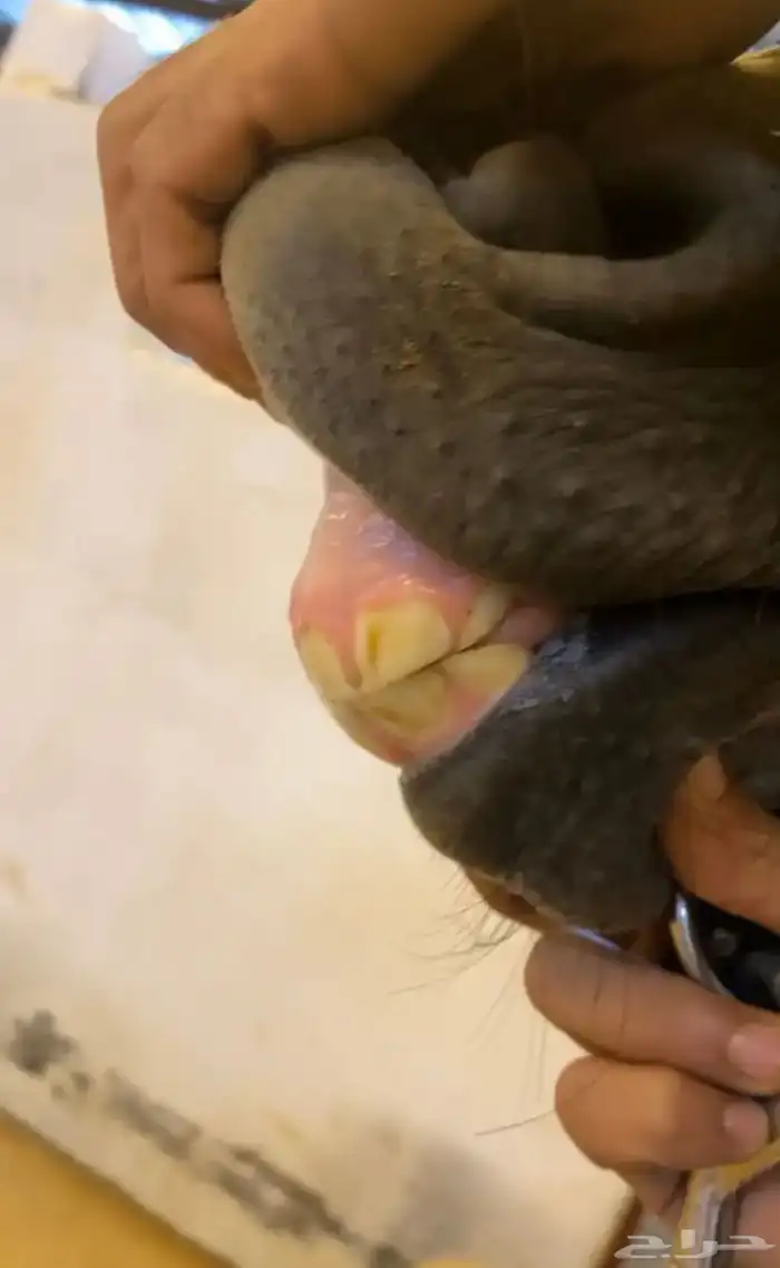 فرس لقاح 8 شهور تحتها مهره 8