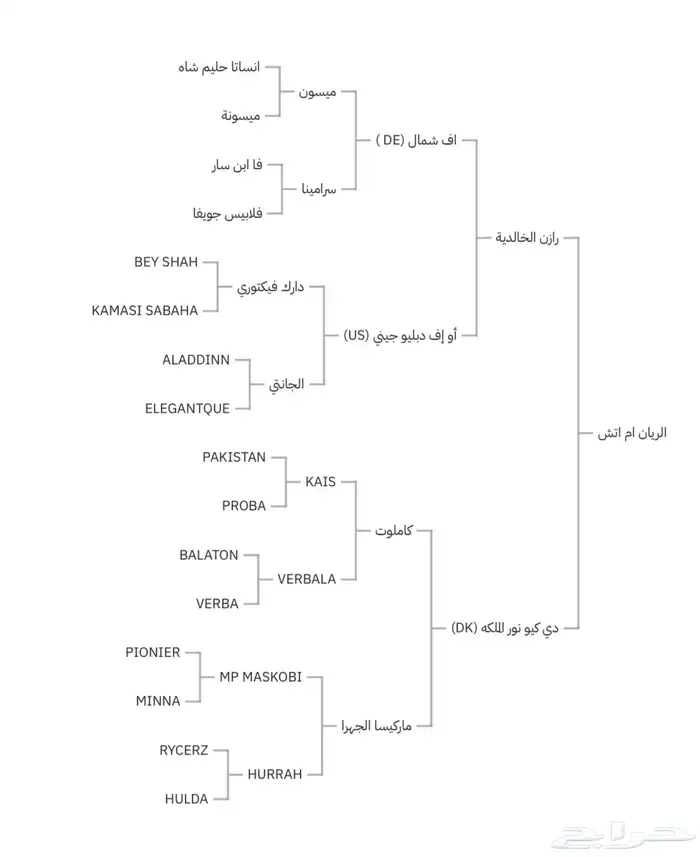 حصان واهو بطل 8