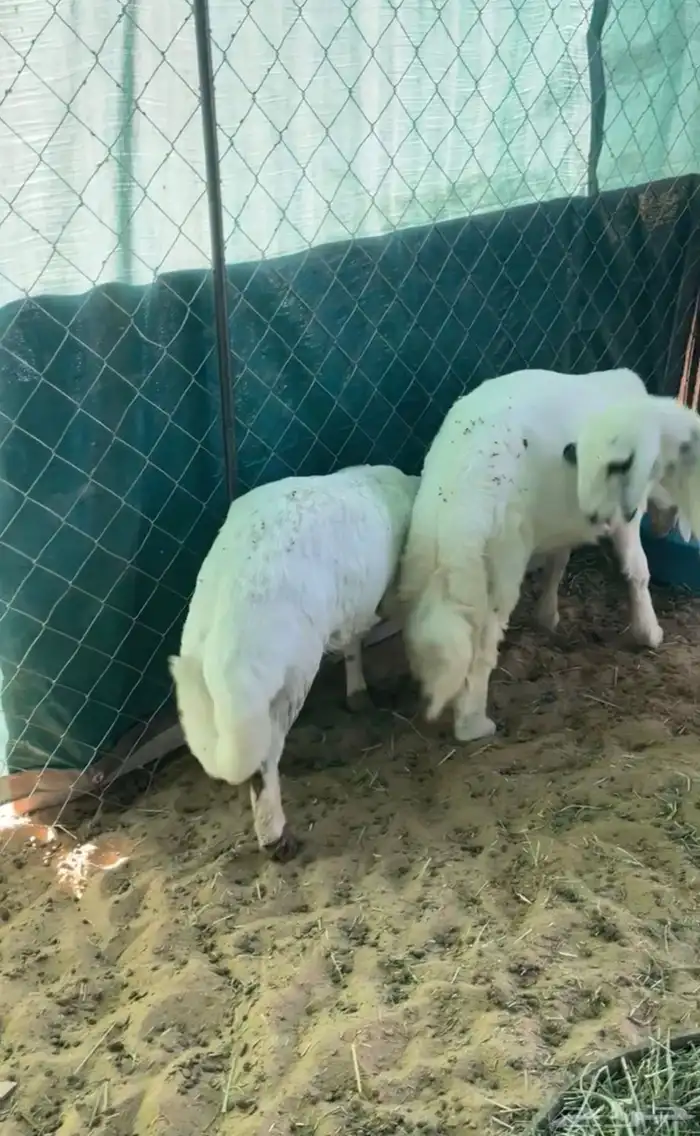 ثلاثه خرفان بلديات فل الفل 2