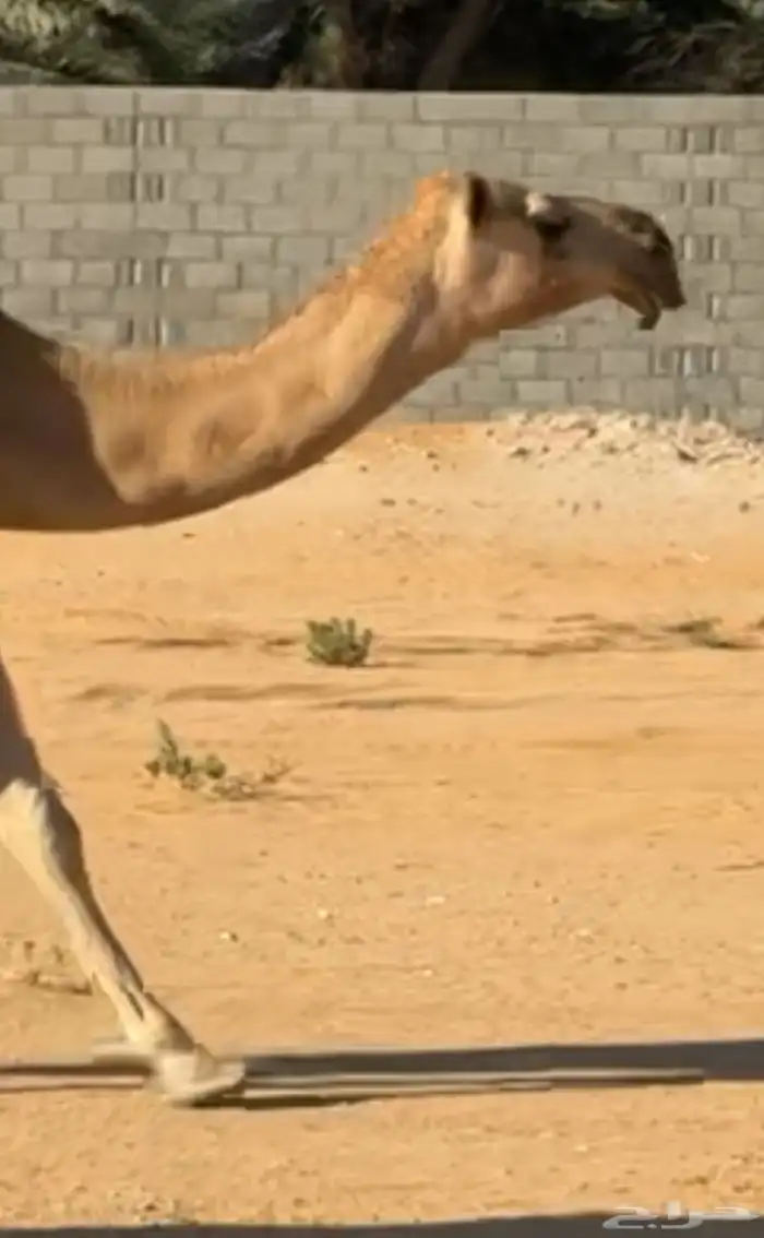 للبيع ناقه شعلا 3