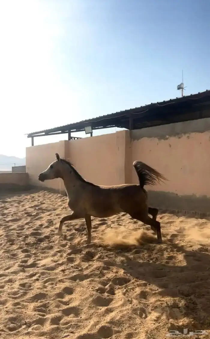 فرس لقاح 8 شهور تحتها مهره 6