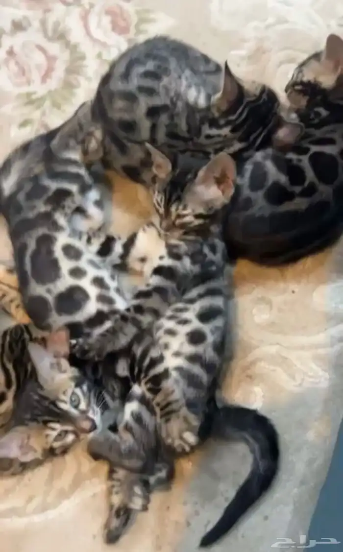 قطط بنغال للبيع الوان نادرة 3