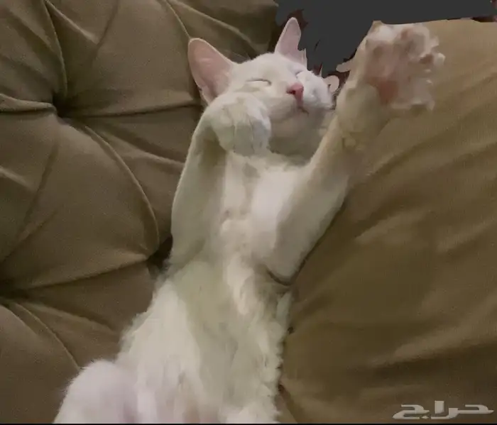 قطط للتبني 5