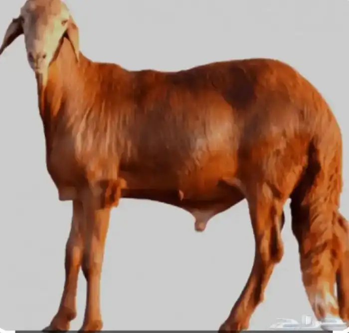 توريد خرفان سواكني داخل و خارج جده 0