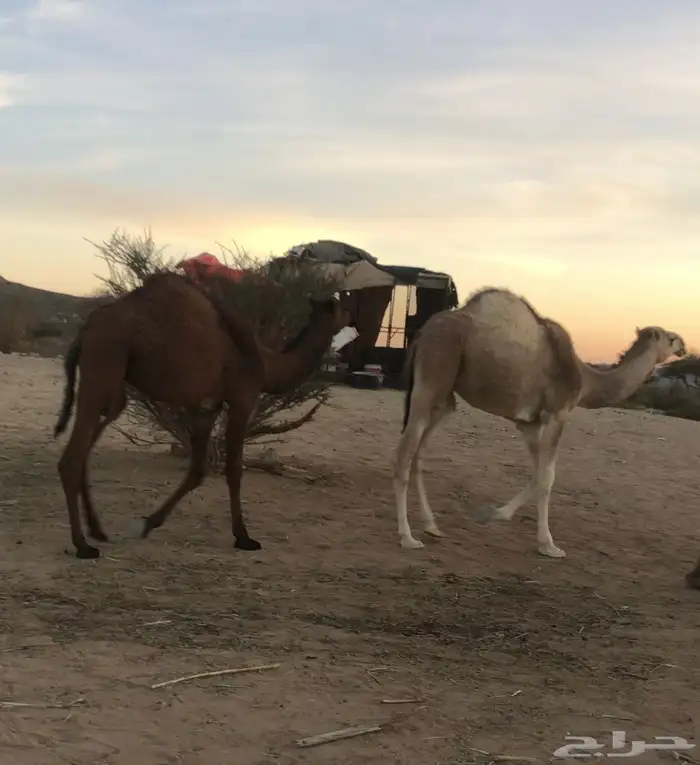 بعير وقعود وبكره 1