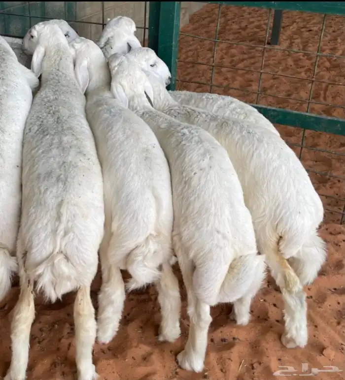 ذبايح نعيمي حري مع خدمة الذبح وتوصيل 8