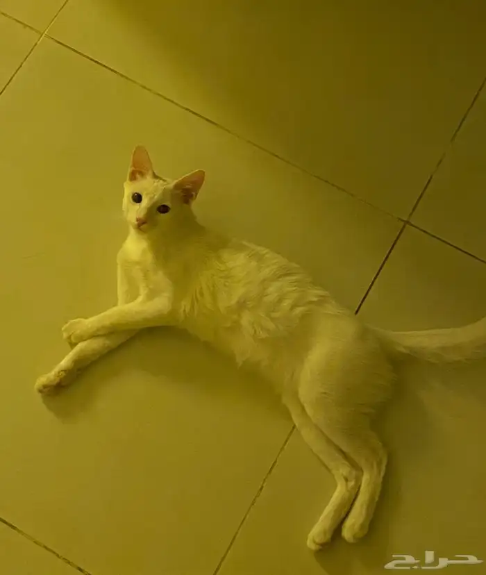 قطط للتبني 2