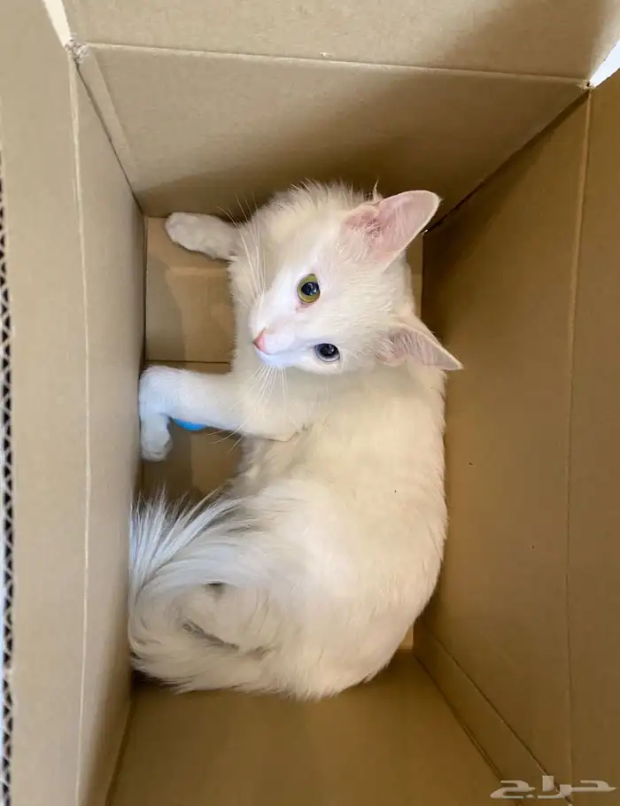 قطط للتبني 4