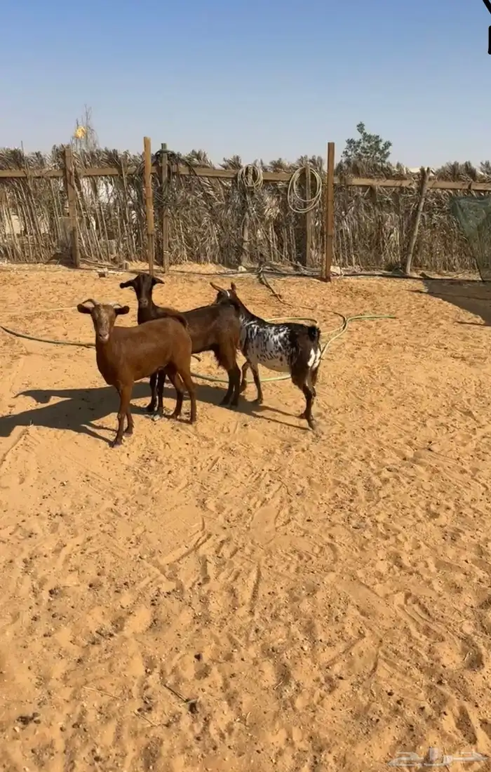 معزا جنوبيه دفيع شرط 0