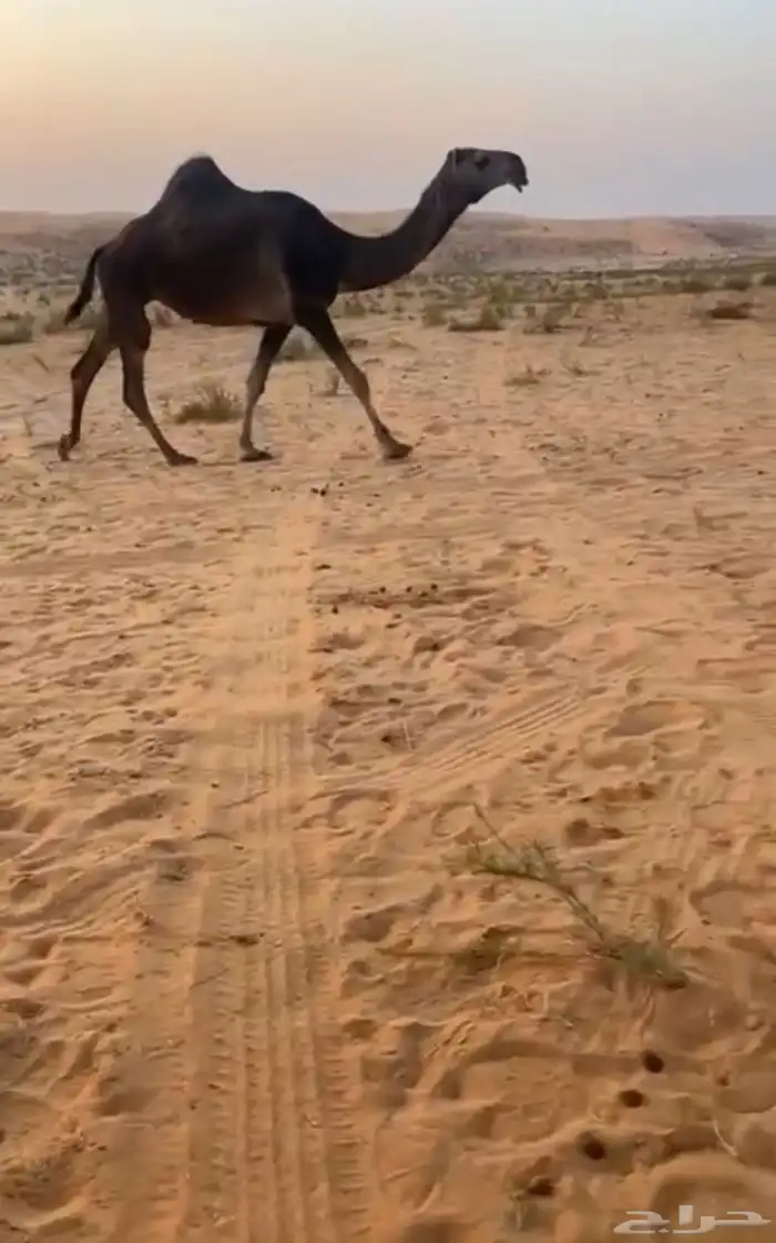 ثنو طيبه لقحه سليمه من العذاريب 1