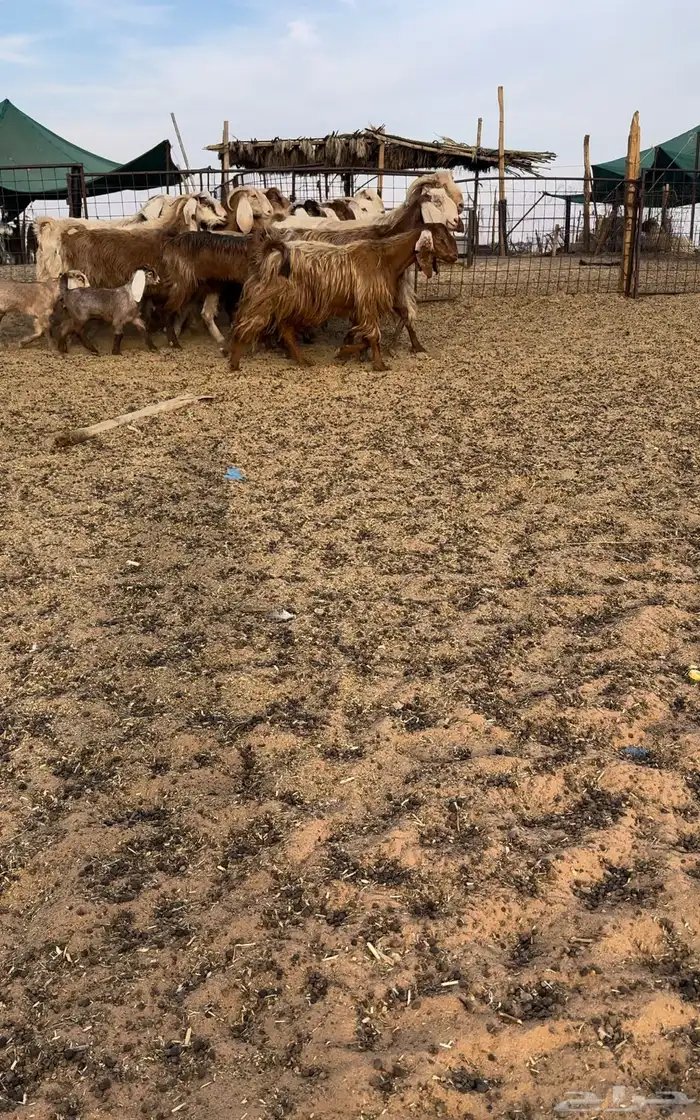 معزا مصريات 0