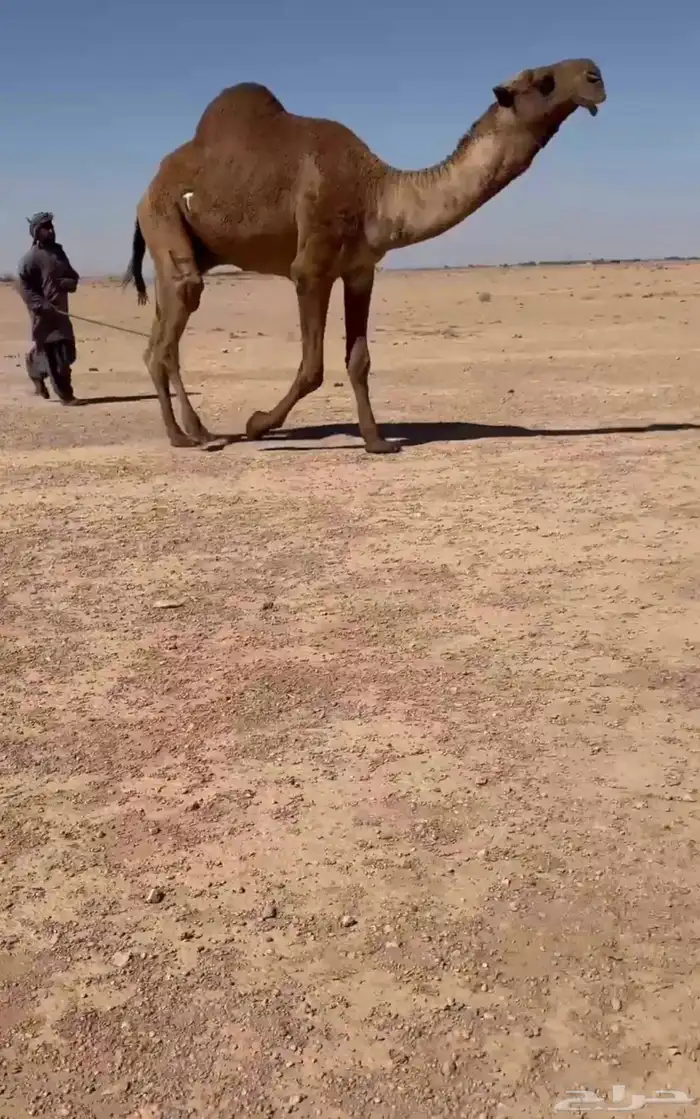 للبيع البعير الكفو الغرنوقي 1