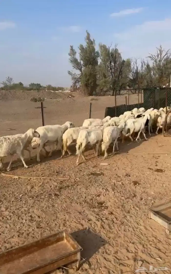 غنم حريات للبيع عدد 38 1