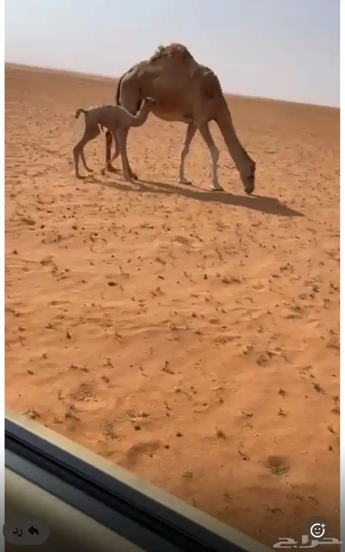 خلفه كفو تحتها بكره 1