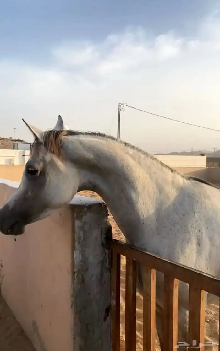 فرس لقاح 8 شهور تحتها مهره 4