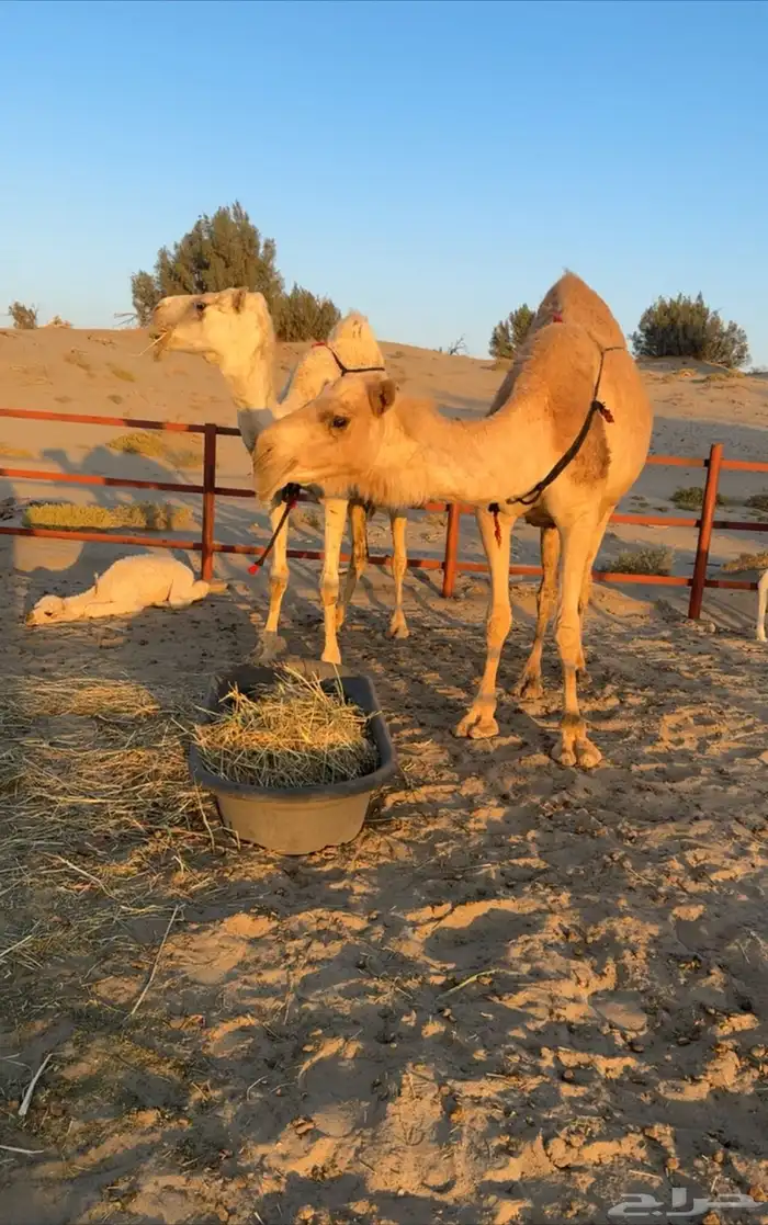 الخلفه الكفو 0