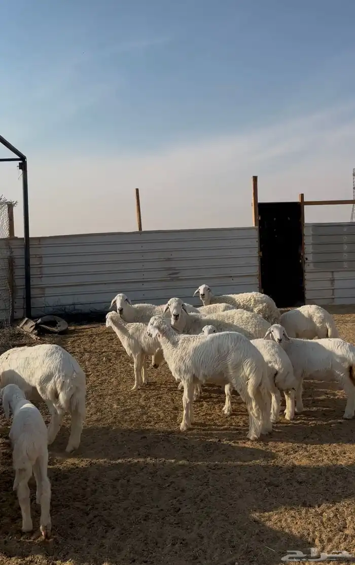 حريات متابيع متاويم 4