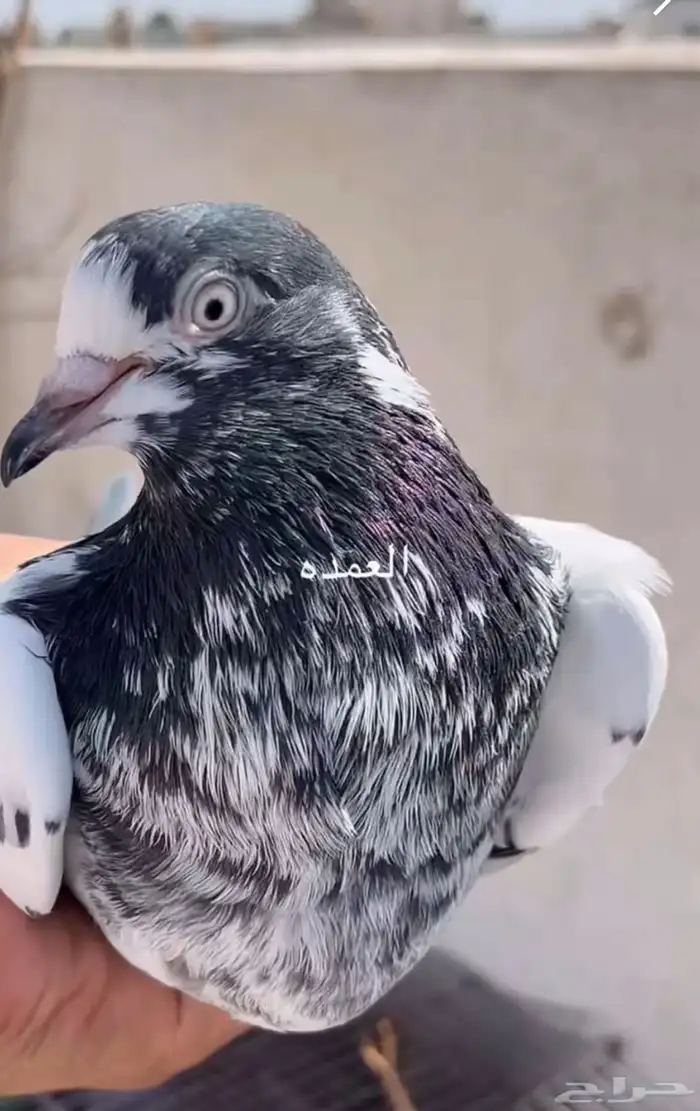 حمام باكستاني سخي 2