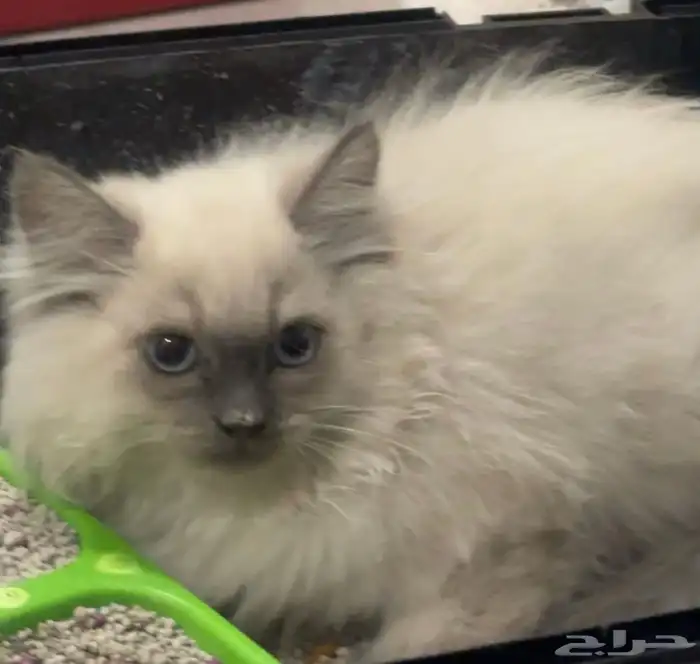 قط ذكر هملايا 2