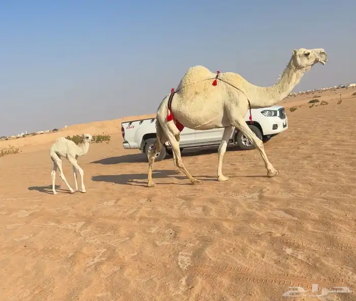 خلفه وضحا تحتها بكره 0