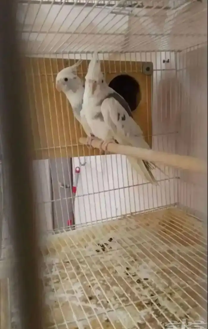 للبيع ازواج 7