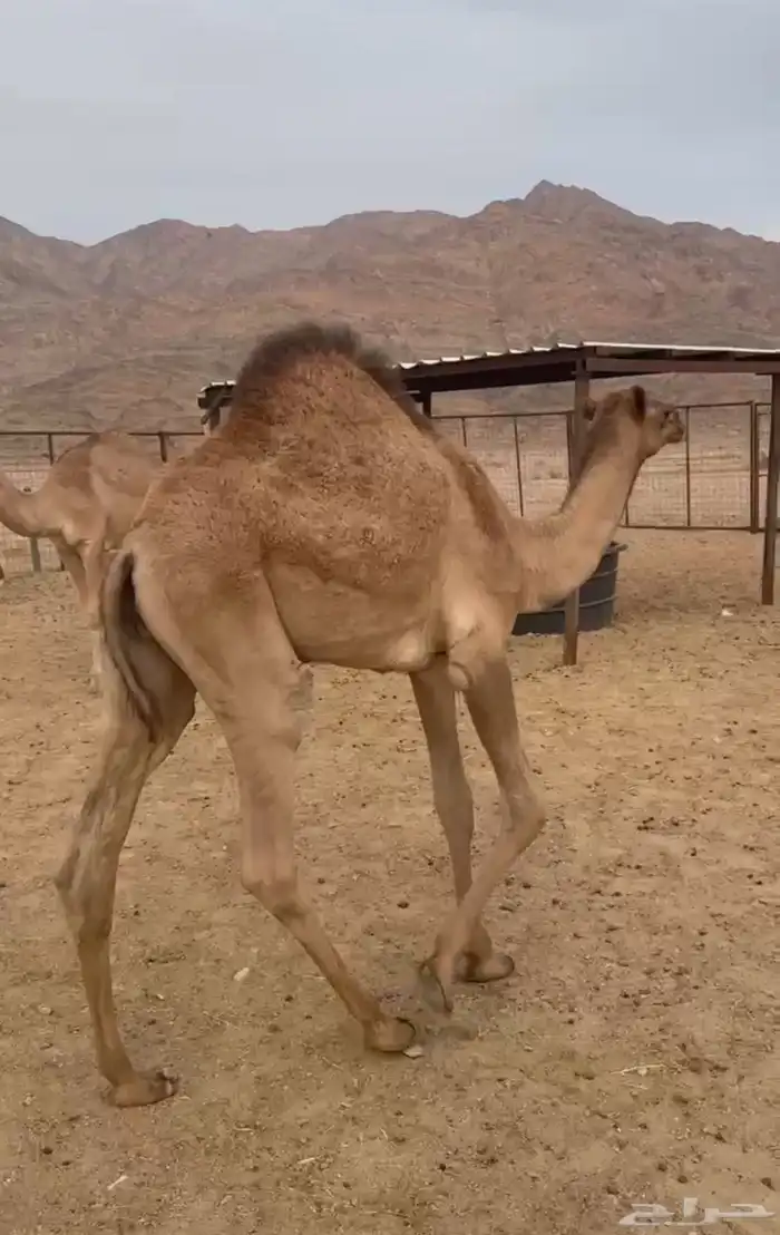 قعدان مفاريد 1