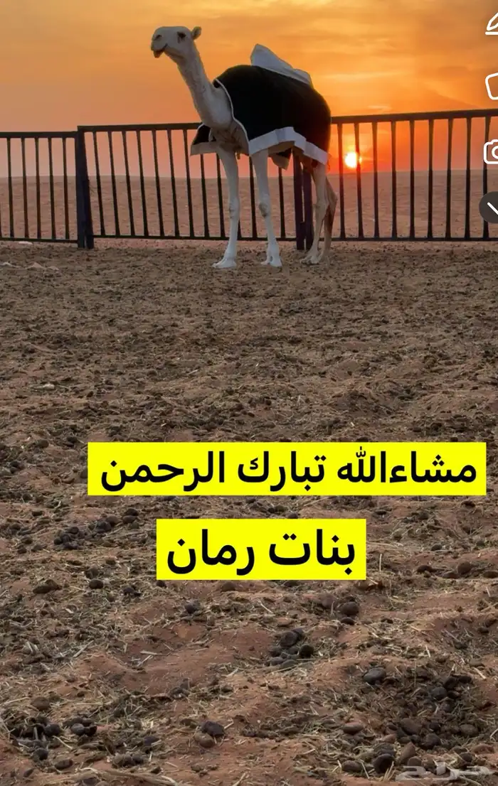 بعير منتج انتاج قوي وانتاجه موجود معه 8