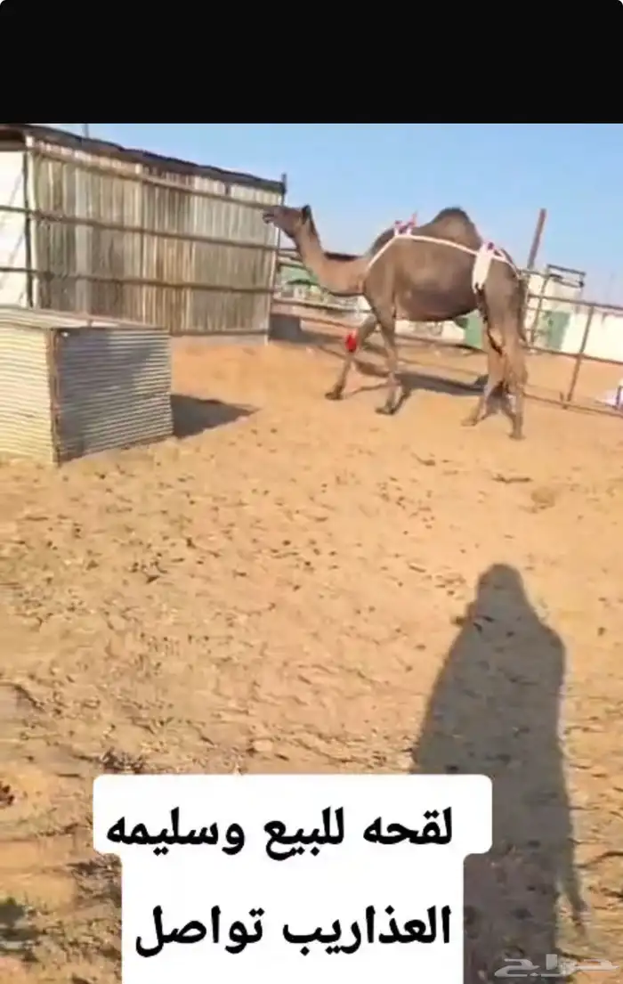 للبيع ابل الموقع الأفلاج 2