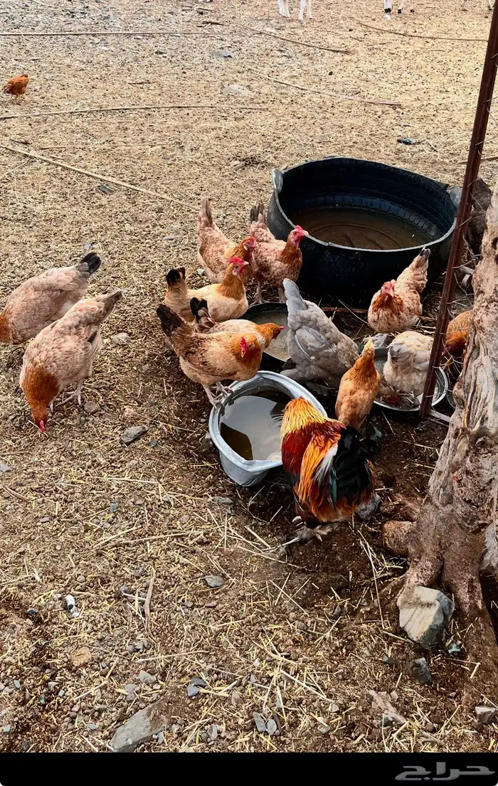 دجاج تركي للبيع على اسوم 2