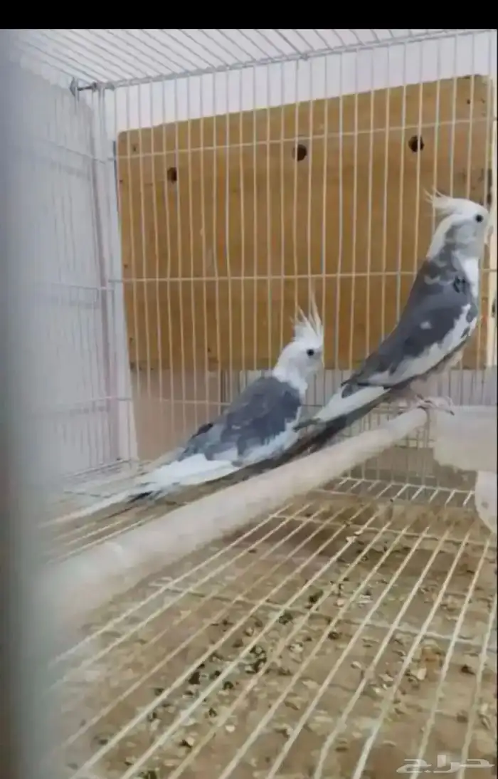 للبيع ازواج 8