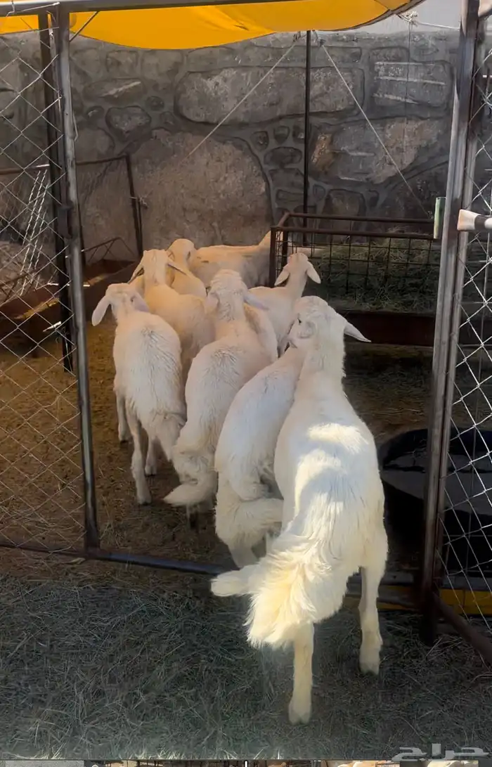 بهم للبيع ذبايح 1