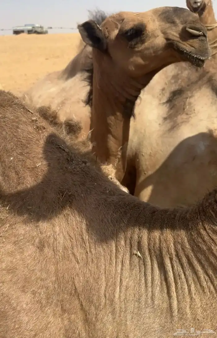 الشعلا الكفوو 6