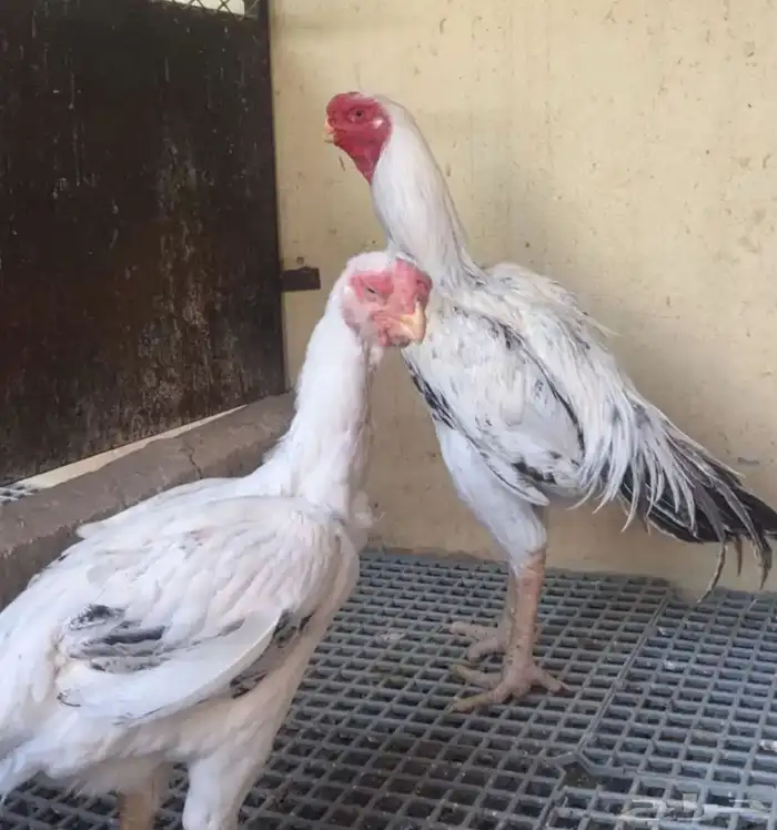 دجاج فارسي حجازي فواخرر 0