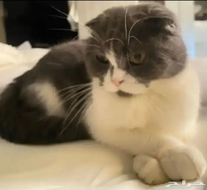 قطه من نوع سكوتش 2