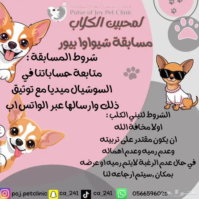 كلب شيواوا تبني مسابقة 0