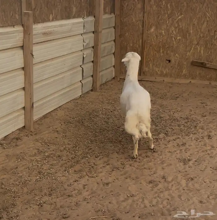 خروف مهجن لباني 1