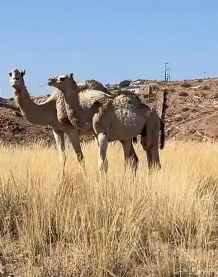 حاشي عمر 7شهور على حليب وبرسيم 0