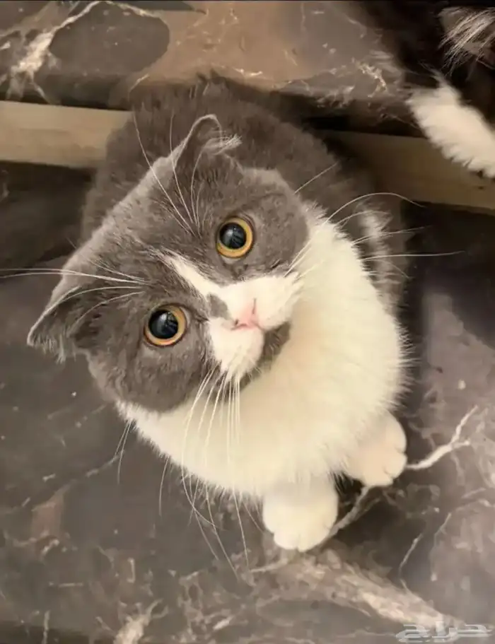 قطه من نوع سكوتش 0