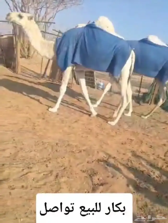 للبيع ابل الموقع الأفلاج 0